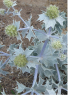 Eryngium maritimum