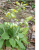 Primula veris