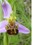 Ophrys