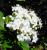 IMG-MO00040(_) JAP.Viburnum tinusjpg