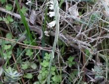 IMG-MO00092.-Spiranthes spiralis DPB *