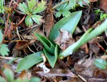 IMG-MO00094.-Spiranthes spiralis JAP 