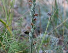 IMG-MO00095.-Spiranthes spiralis EFE 