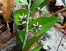 IMG-MO00107.-Ruscus aculeatus JAP