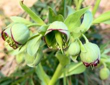 IMG-MO00133.-Helleborus foetidus JAP 