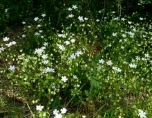 IMG-MO00134.-Stellaria holostea JAP 