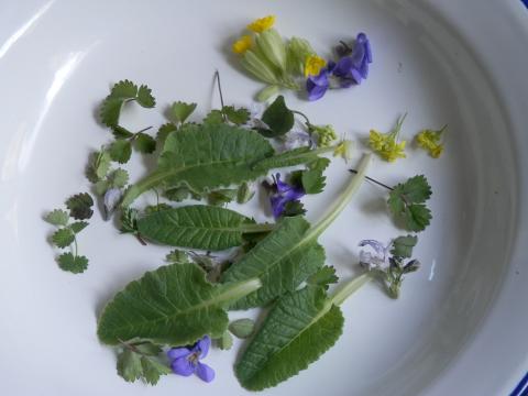 Plantes per alegrar una amanida