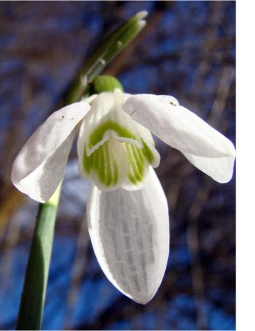 FlorDeNeuBriofits2019SegonaNoticia