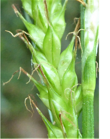 Carex sylvatica