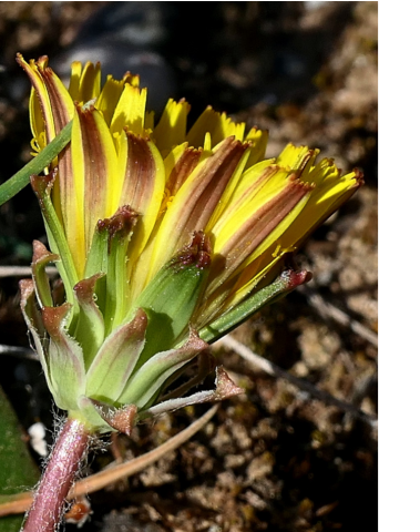 Taraxacum sp.