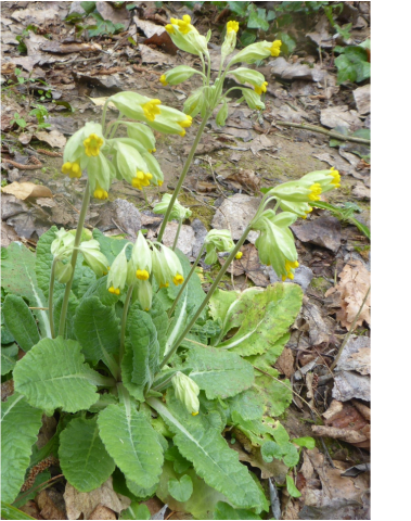 Primula veris