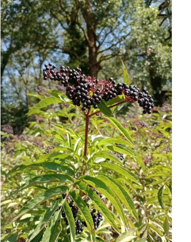 Sambucus