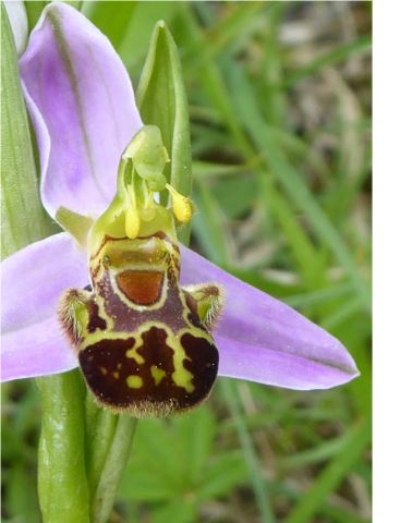 Ophrys